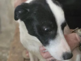 Chienne blanche avec marque noire en attente d'adoption