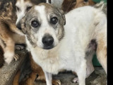 Chienne grise et blanche prête pour l’adoption