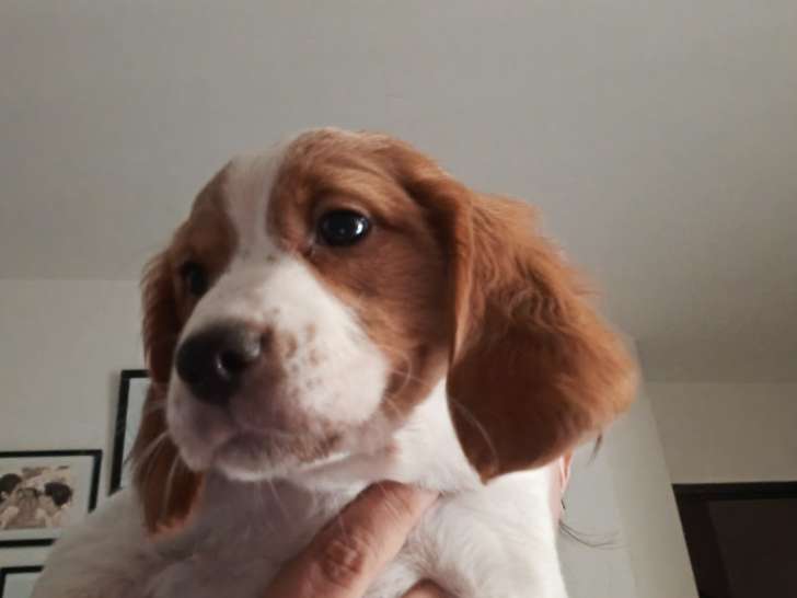 Chiots Épagneul Breton à vendre