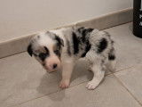 Chiots de race Border Collie à vendre (2 femelles & 2 mâles)