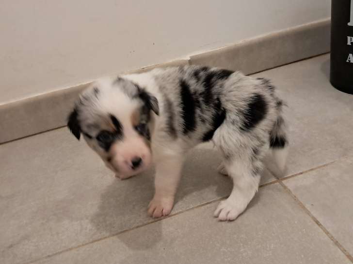Chiots de race Border Collie à vendre (2 femelles & 2 mâles)
