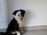 Chiots de race Border Collie à vendre (2 femelles & 2 mâles)