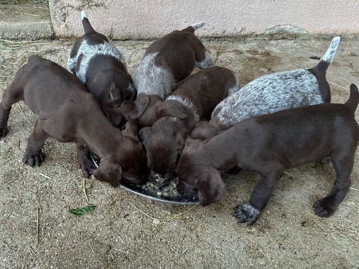 Chiots Braque croisés Drahthaar à vendre