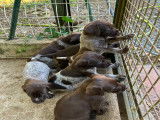 Chiots Braque croisés Drahthaar à vendre