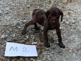 Chiots Braque croisés Drahthaar à vendre