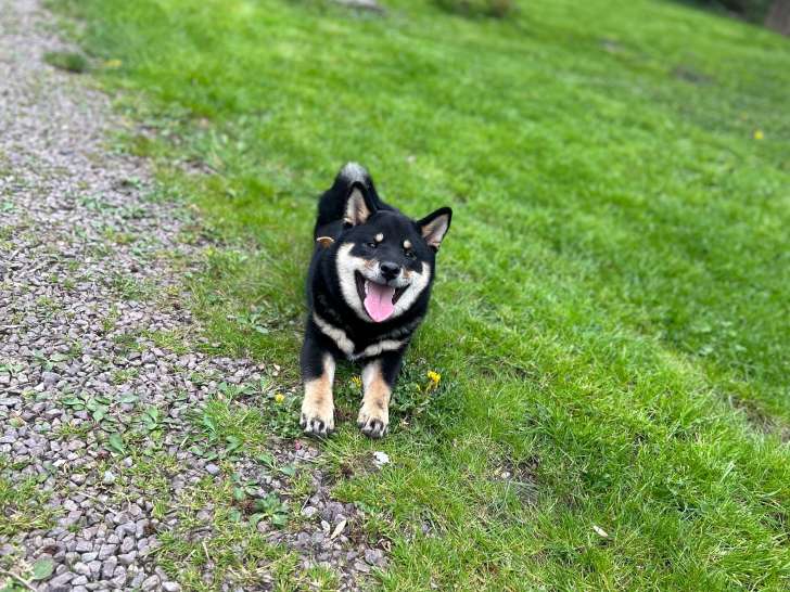Mâle Shiba Inu LOF et confirmé disponible pour saillie