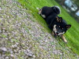 Mâle Shiba Inu LOF et confirmé disponible pour saillie