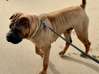 Chien adulte de race Shar-Peï Mâle à vendre