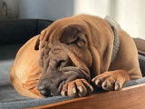 Chien adulte de race Shar-Peï Mâle à vendre