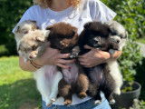 Adorables chiots Spitz à vendre