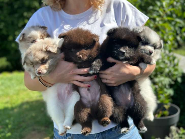 Adorables chiots Spitz à vendre