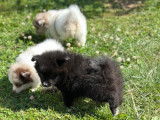 Adorables chiots Spitz à vendre