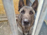Malinois de 3 ans à donner