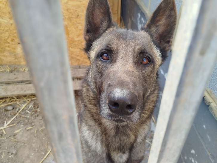 Malinois de 3 ans à donner