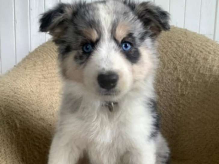 Chiot Border Collie croisé Samoyède de 3 mois à vendre
