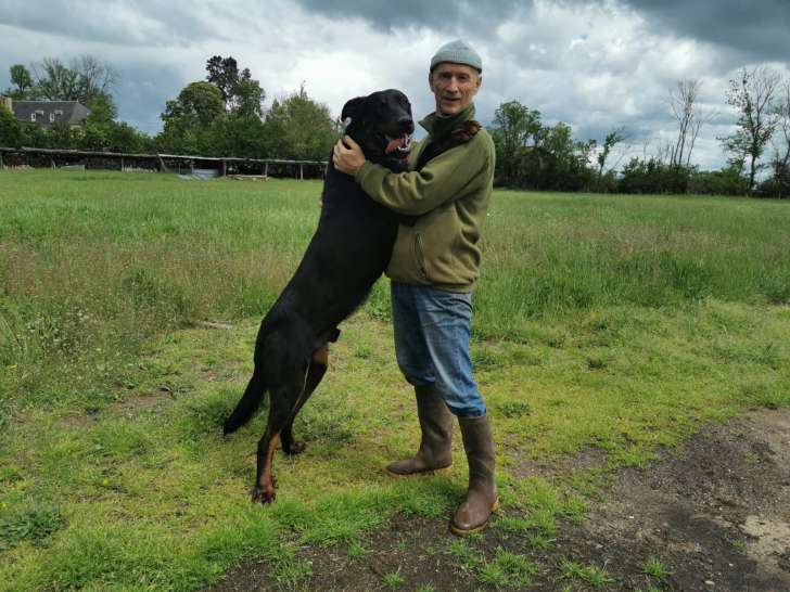 Belle portée de chiots Beaucerons LOF à vendre