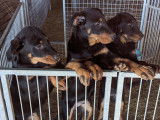 Belle portée de chiots Beaucerons LOF à vendre