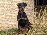Belle portée de chiots Beaucerons LOF à vendre