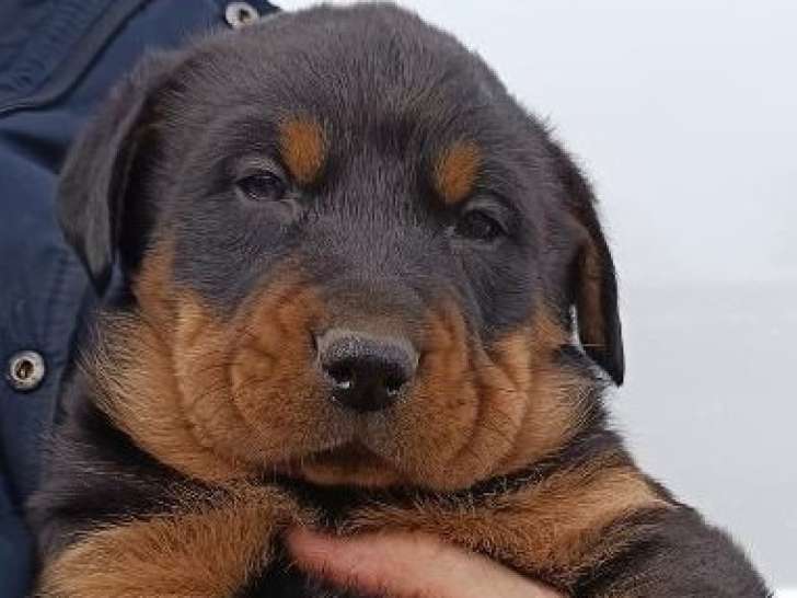 Belle portée de chiots Beaucerons LOF à vendre
