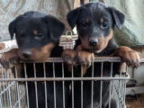 Belle portée de chiots Beaucerons LOF à vendre