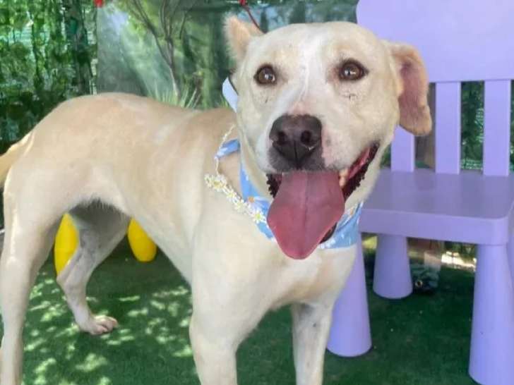 Chienne de 2 ans à accueillir