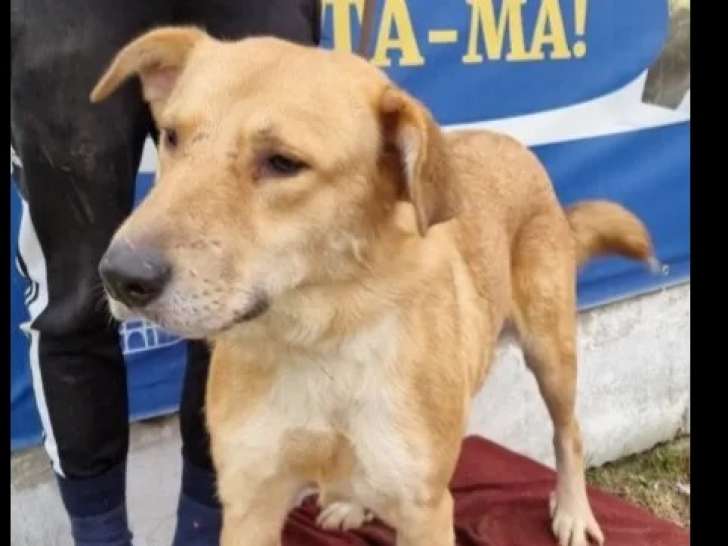 Chien âgé de 4 ans en quête d'un foyer