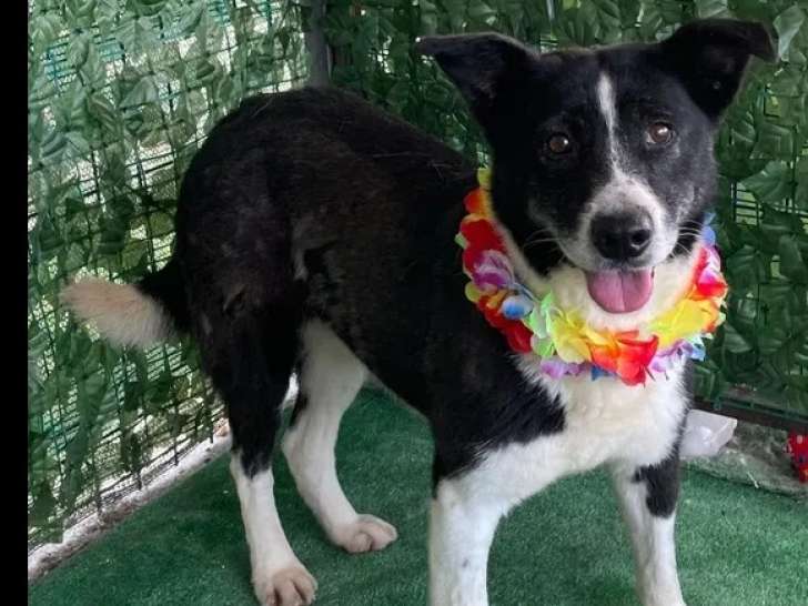 Chienne adulte à la recherche d'un foyer