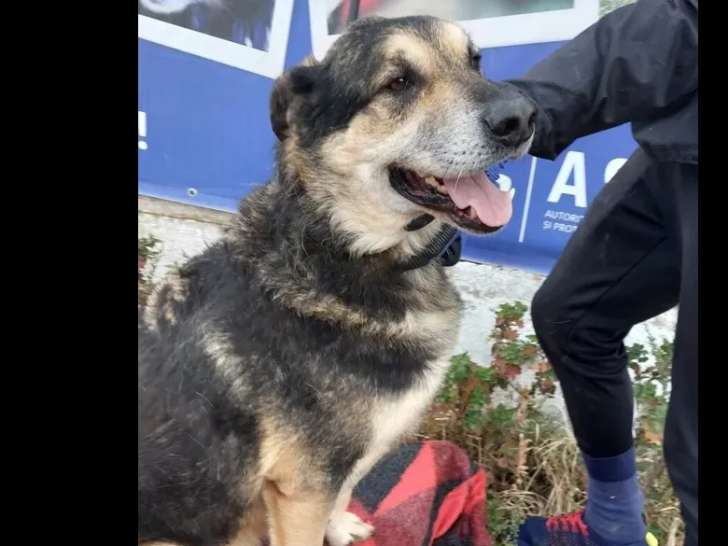 À adopter, chien tricolore