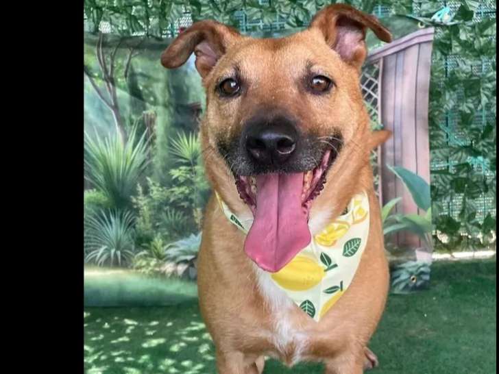 Disponible à l'adoption, chienne marron