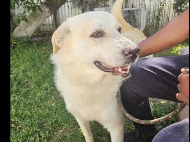 En attente d’adoption, chien âgé de 7 ans