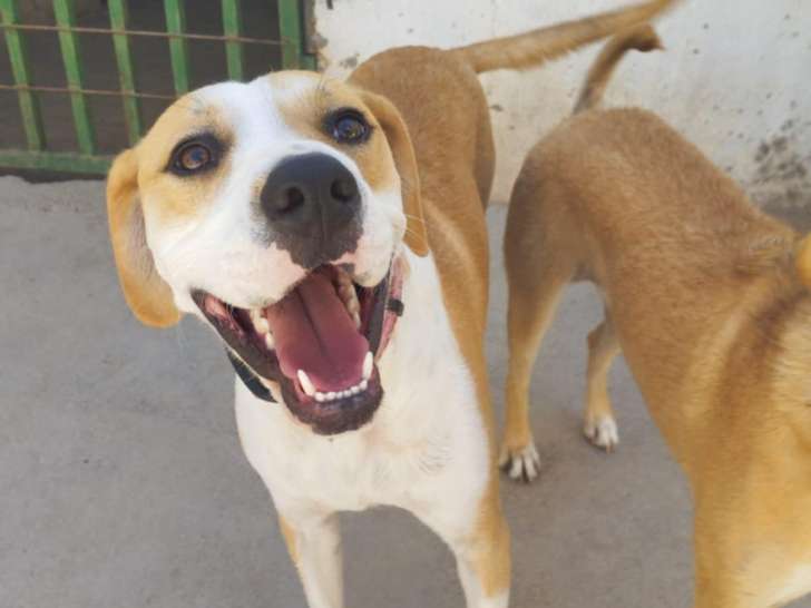 Jeune chien parfait à adopter