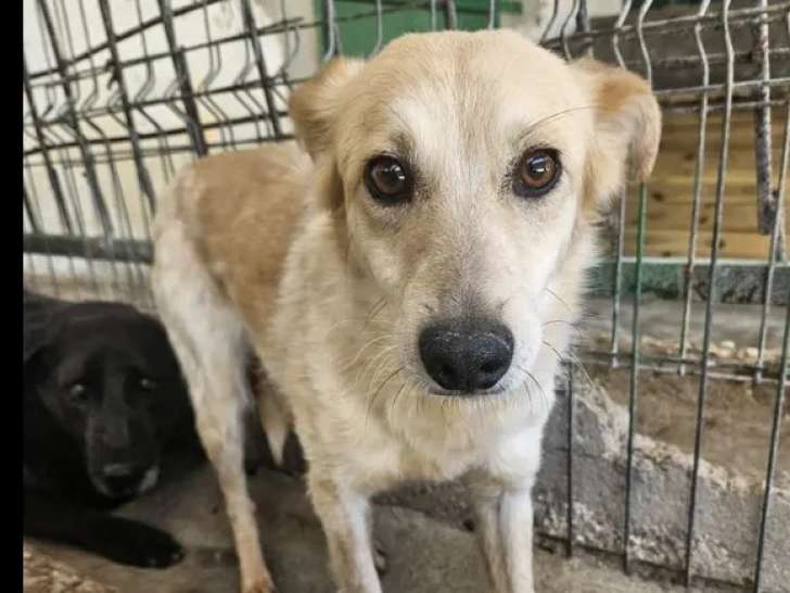 En attente d'un foyer, chienne au pelage crème