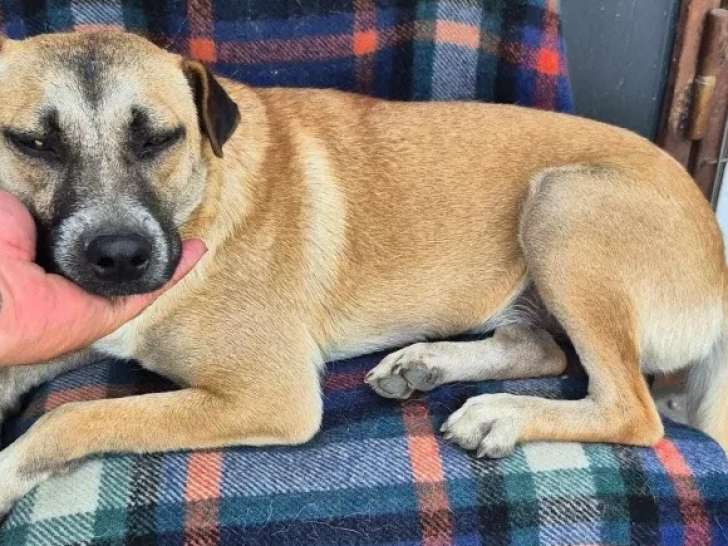 En quête d'un foyer, chien au pelage beige