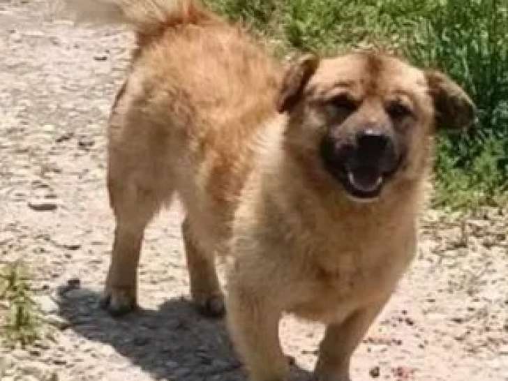 Adoption disponible : chien âgé de 6 ans