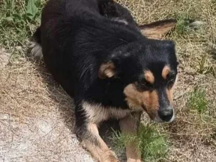À la recherche d'un foyer, chienne tricolore
