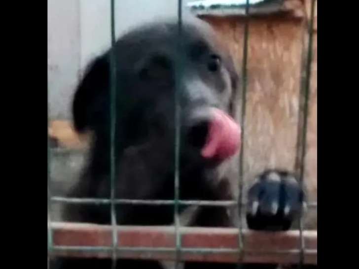 Disponible à l'adoption : chienne noire