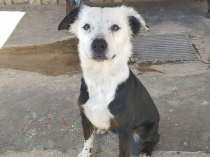 Dakota, chienne de 7 ans à adopter