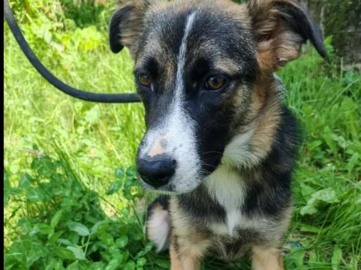 En attente d'adoption : chiot femelle marron