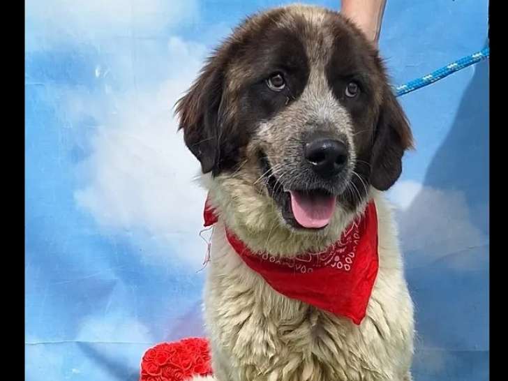 Prêt pour l’adoption : chien d'un an