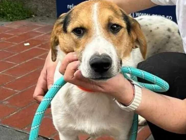 En attente d'un foyer : chiot mâle marron et blanc