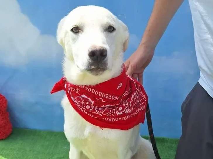 À accueillir : chiot mâle de 7 mois