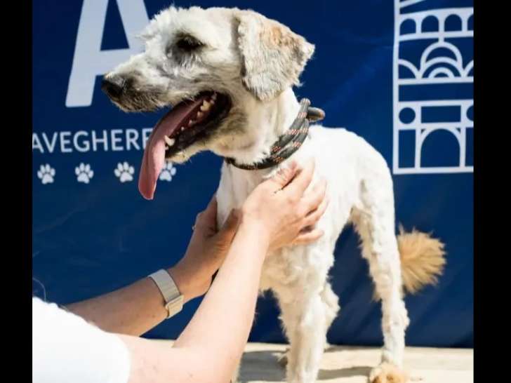 En quête d'un foyer : chien au pelage blanc