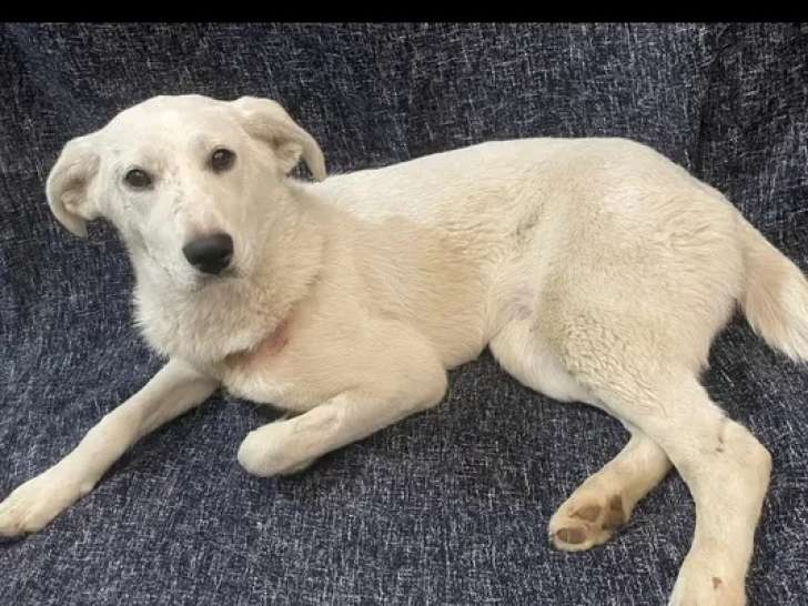 À adopter : chiot femelle de 10 mois