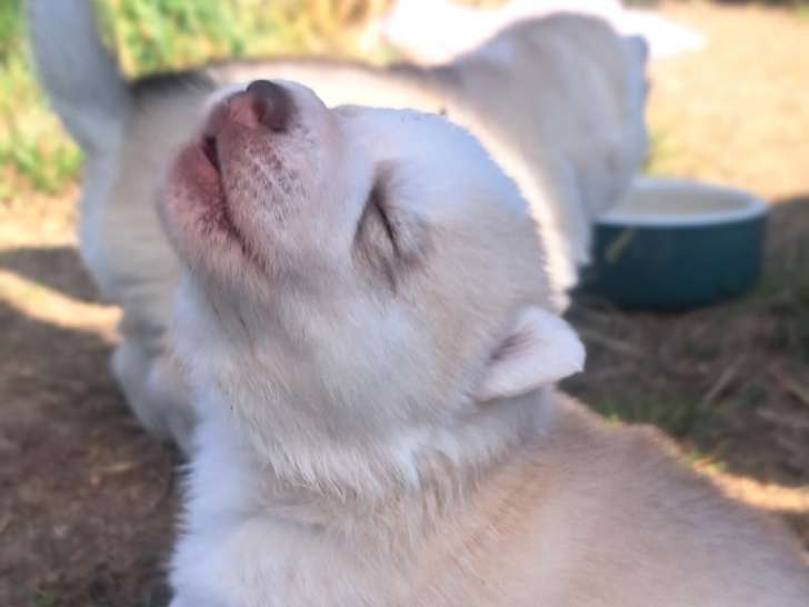 Chiots Husky Sibérien à réserver