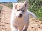 Chiots Husky Sibérien à réserver