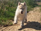 Chiots Husky Sibérien à réserver
