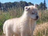 Chiots Husky Sibérien à réserver