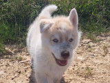 Chiots Husky Sibérien à réserver