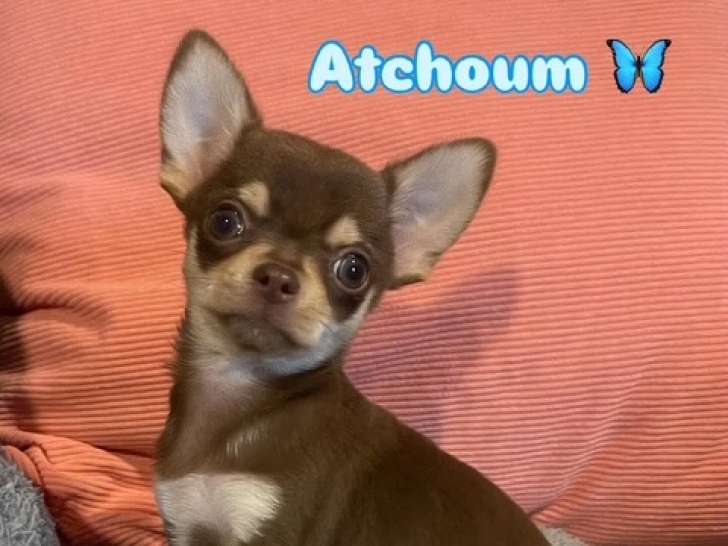 Chiot Mâle Chihuahua miniature chocolat and tan