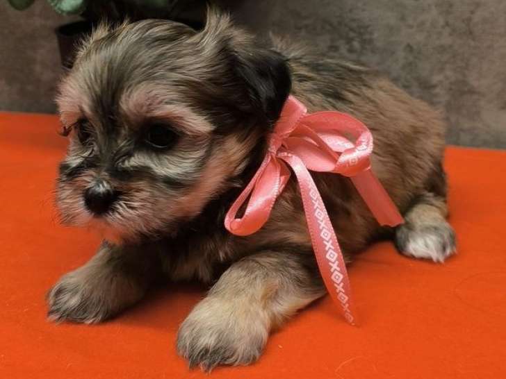 Chiots Bichons Havanais LOF disponibles à la réservation